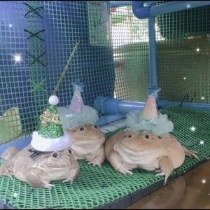 Meet your Posher, Molly